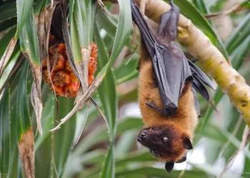 Vírus Nipah: Autoridades de saúde o monitoram após novos registros na Índia; risco ao Brasil é considerado baixo