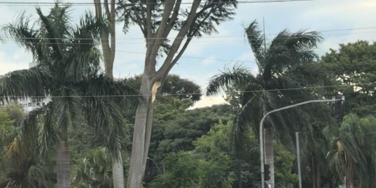 Galho de árvore atinge pedestre que trafegava pela avenida de Cillo em Santa Bárbara d’Oeste