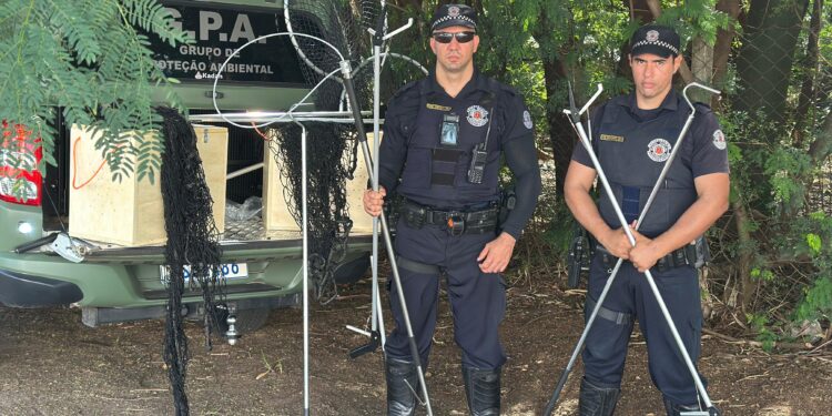 Canal 153 recebe denúncias anônimas e ajuda a combater maus-tratos a animais em Americana