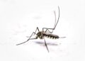 Primeira morte por dengue em 2026 é confirmada em Americana