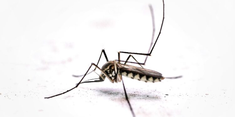 Primeira morte por dengue em 2026 é confirmada em Americana