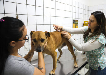 Falta de doses suspende vacinação antirrábica de rotina para cães e gatos em Santa Bárbara d’Oeste