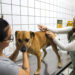 Falta de doses suspende vacinação antirrábica de rotina para cães e gatos em Santa Bárbara d’Oeste