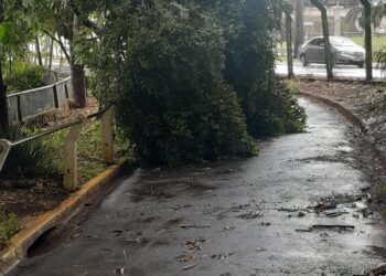 Parque Ecológico de Americana fecha pela manhã para limpeza após temporal