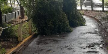 Parque Ecológico de Americana fecha pela manhã para limpeza após temporal
