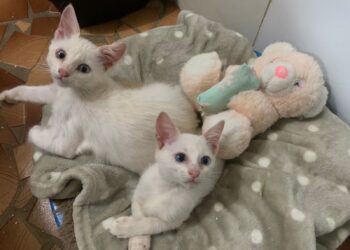 Adote um Pet deste sábado tem seis gatinhos à espera de um novo lar