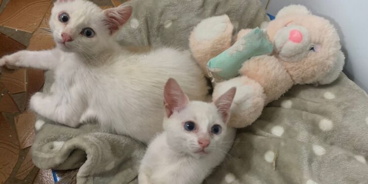 Adote um Pet deste sábado tem seis gatinhos à espera de um novo lar