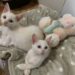 Adote um Pet deste sábado tem seis gatinhos à espera de um novo lar