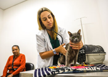 Santa Bárbara d’Oeste terá mutirão de castração gratuita para cães e gatos em julho