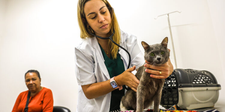 Santa Bárbara d’Oeste terá mutirão de castração gratuita para cães e gatos em julho