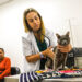 Santa Bárbara d’Oeste terá mutirão de castração gratuita para cães e gatos em julho