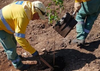 Refloresta Americana ultrapassa 2 mil mudas plantadas e avança na recuperação ambiental do Córrego Bertini