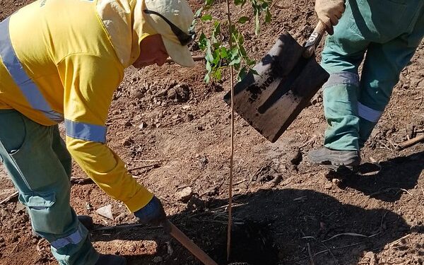 Refloresta Americana ultrapassa 2 mil mudas plantadas e avança na recuperação ambiental do Córrego Bertini