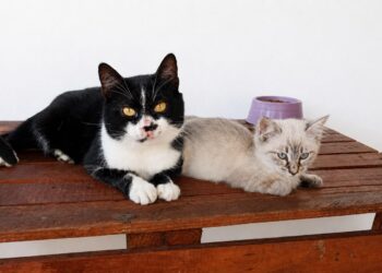 Adote um Pet leva 8 cães e gatos em busca de um novo lar ao Tivoli neste sábado