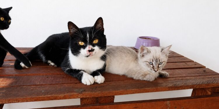 Adote um Pet leva 8 cães e gatos em busca de um novo lar ao Tivoli neste sábado