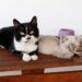 Adote um Pet leva 8 cães e gatos em busca de um novo lar ao Tivoli neste sábado