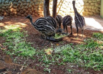 Zoo Americana apresenta ao público seis filhotes de emu nascidos pela primeira vez no parque
