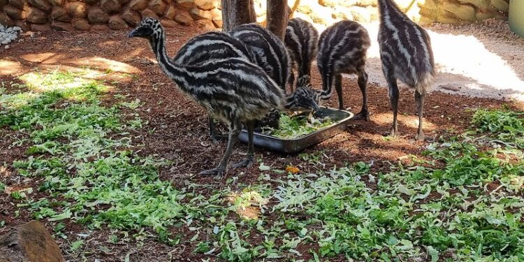 Zoo Americana apresenta ao público seis filhotes de emu nascidos pela primeira vez no parque