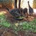 Zoo Americana apresenta ao público seis filhotes de emu nascidos pela primeira vez no parque