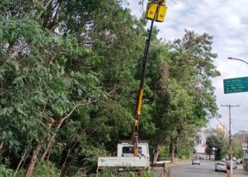 Trecho da Avenida Bandeirantes será interditado nesta sexta-feira para retirada de eucaliptos com risco de queda