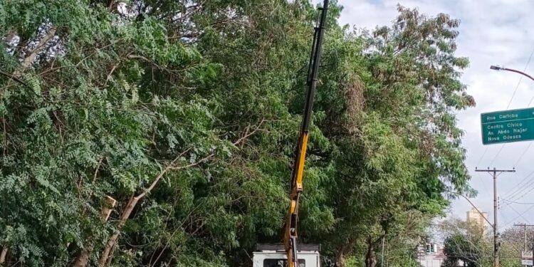 Trecho da Avenida Bandeirantes será interditado nesta sexta-feira para retirada de eucaliptos com risco de queda