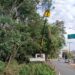 Trecho da Avenida Bandeirantes será interditado nesta sexta-feira para retirada de eucaliptos com risco de queda
