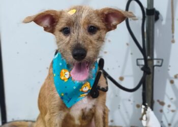 Três cães esperam por um novo lar em edição do Adote um Pet no Tivoli Shopping