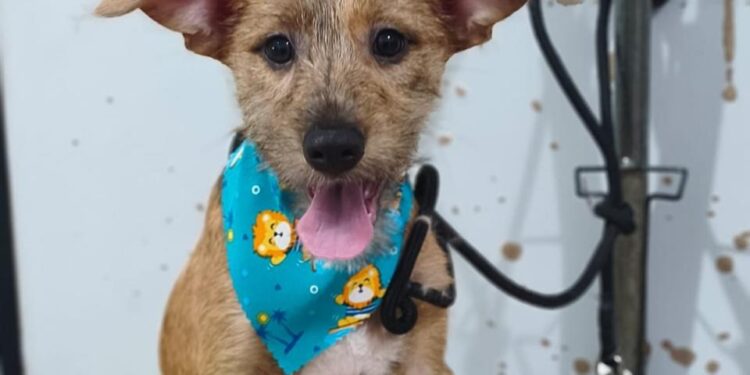 Três cães esperam por um novo lar em edição do Adote um Pet no Tivoli Shopping