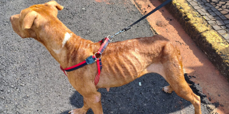 GAMA prende mulher em flagrante por maus-tratos a animais no Jardim São Manoel, em Americana