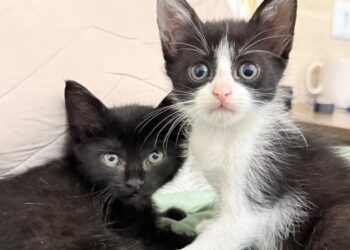Tivoli Shopping terá adoção de cães e gatos e atrações especiais para o Dia das Crianças