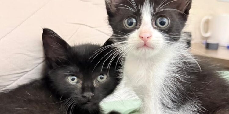Tivoli Shopping terá adoção de cães e gatos e atrações especiais para o Dia das Crianças