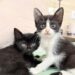 Tivoli Shopping terá adoção de cães e gatos e atrações especiais para o Dia das Crianças