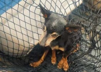 GAMA resgata cão idoso que ficou preso em bueiro na região da Praia dos Namorados, em Americana