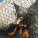 GAMA resgata cão idoso que ficou preso em bueiro na região da Praia dos Namorados, em Americana