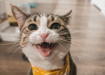 Americana Shopping realiza feira de adoção de cães e gatos neste sábado