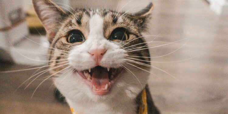 Americana Shopping realiza feira de adoção de cães e gatos neste sábado